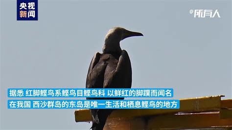 蓝马鸡：鸟纲，国家二级保护动物