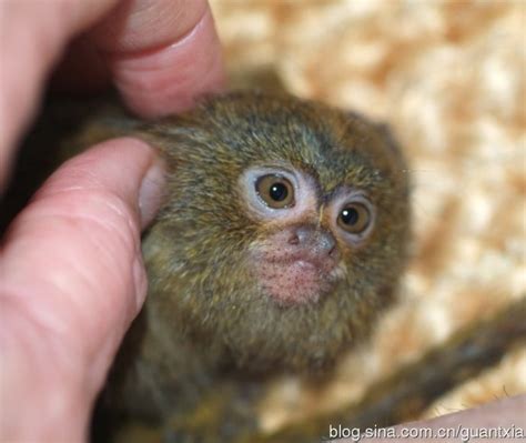 世界上最小的猴子 世界上最小的猴类侏儒狨介绍_知秀网