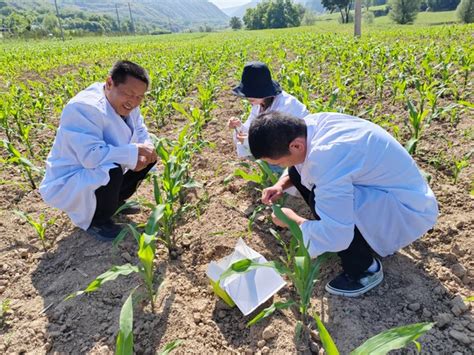 宜川县开展农作物苗期转基因安全检测工作_简讯_资讯_种业商务网
