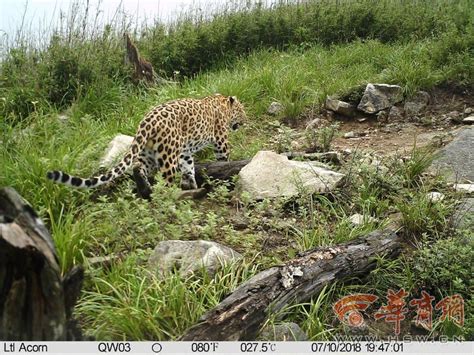 野生中国豹重现传统栖息地 - 封面新闻