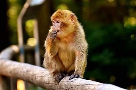 猴子英文应该怎么写？monkey