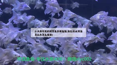 生命力最强十种鱼(十大养不死的淡水鱼) - 观赏鱼 - 广州观赏鱼批发市场