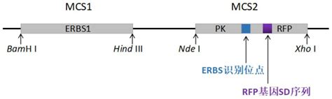 《Nucleic Acids Research》|健康所王明珠研究组揭示RNA结合蛋白RBM45识别RNA的分子机制