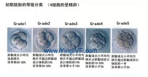 三分钟带你了解胚胎等级是怎么一回事？ - 微医（挂号网）