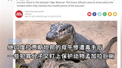 印度惊现巨型蜥蜴，专家连忙发出警告_腾讯视频