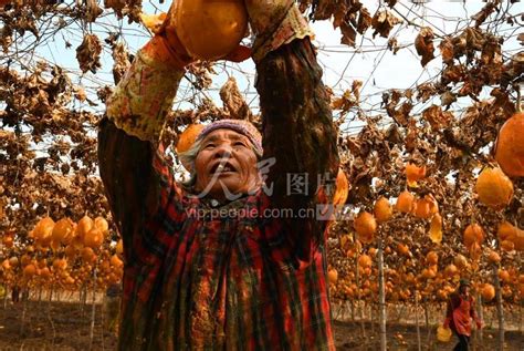 叶县：种植瓜蒌增收益 地里长出“金疙瘩”-大河网