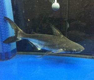 在家里养一只鲨鱼大概要多少钱？ - 知乎