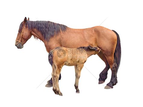 马喂养婴儿的马高清图片下载-正版图片503020059-摄图网