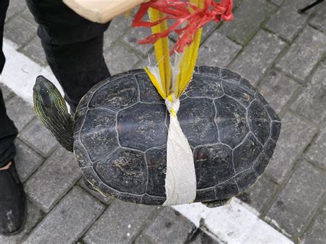 中国大陆18000公里海岸线上海龟最后的产床