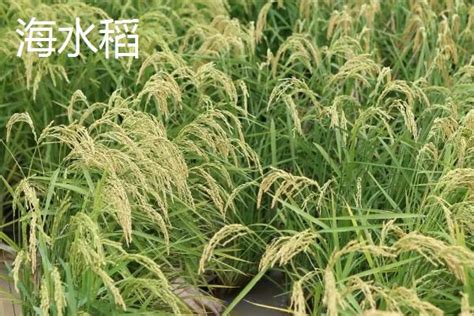 海水稻有什么特点 - 农敢网