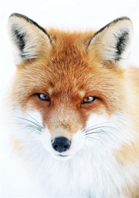 野生动物狐狸摄影图高清摄影大图-千库网