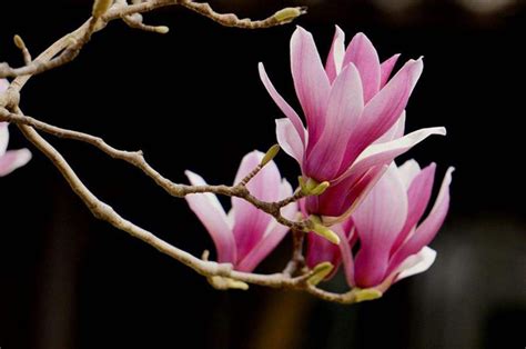 紫玉兰的花语是什么？紫玉兰的寓意和象征-花卉百科-中国花木网