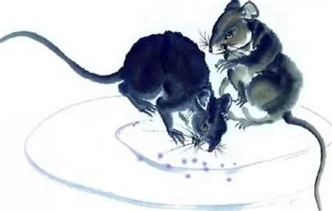 最享福的鼠是几月 生肖查询：属鼠的几月出生最