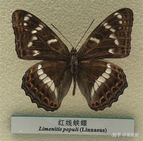 蝴蝶图鉴图片