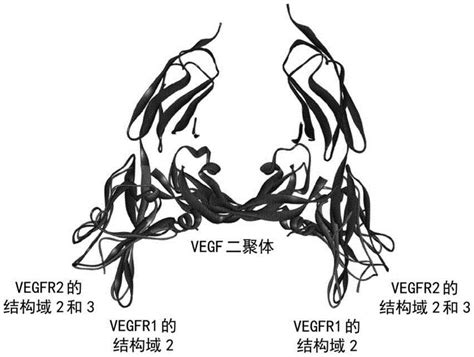 抗VEGF抗体及其使用方法与流程