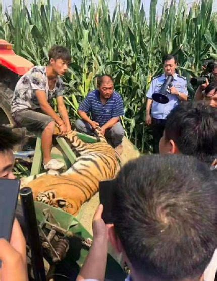 动物园老虎试图越狱，工作人员做戏枪毙假老虎，结果把它吓坏了！__财经头条