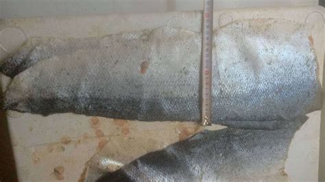鱼皮皮革加工鱼皮衣皮包鱼皮鞋鱼皮艺术原料供应生鲜草鱼皮三文鱼-阿里巴巴