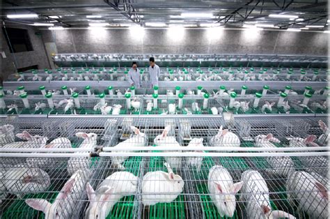 公羊兔出售肉兔 肉兔养殖前景 肉兔养殖场 振麟獭兔养殖场-阿里巴巴