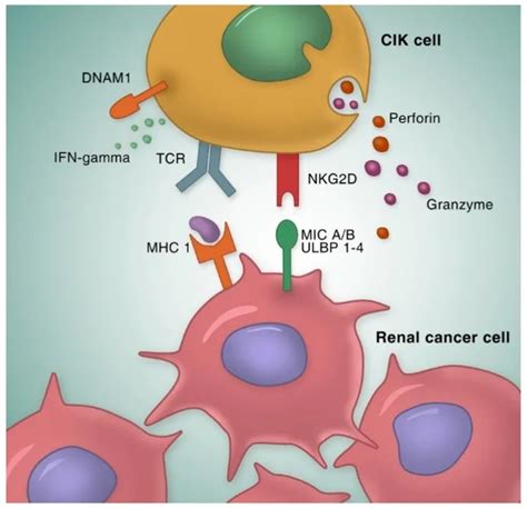 科学网—Cancers：中性粒细胞胞外陷阱 (NETs) 在肿瘤转移中的功能和临床应用价值 - MDPI开放科学的博文