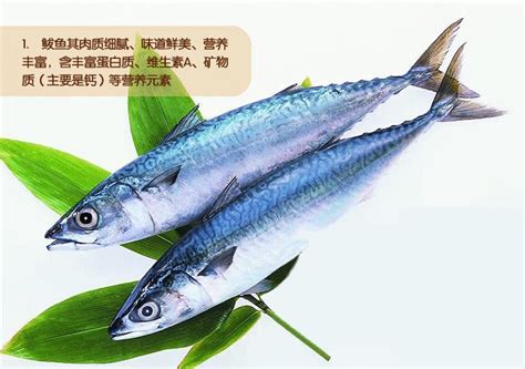 鲐鱼和鲅鱼的区别 鲐鱼有毒吗_百科知识_学堂_齐家网