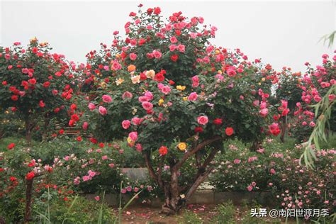 中国各大城市的市花你知道吗？快来看看你所在城市的市花是什么吧-168鲜花速递网