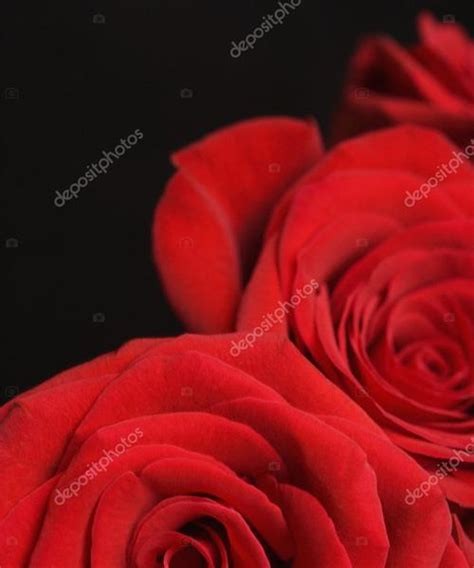 红玫瑰的象征意义（探究一支红玫瑰所代表的深刻意义）_花植网