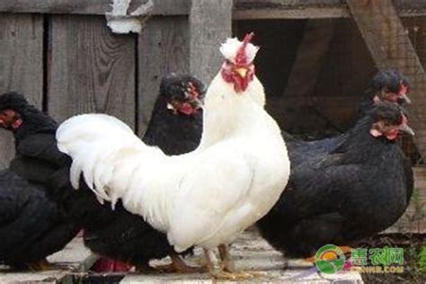 中国十大名鸡品种排名 - 惠农网