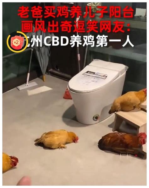 杭州一男子住豪宅却被父亲用来养鸡，看见一屋子的鸡男子崩溃了|养鸡|崩溃|父亲_新浪新闻