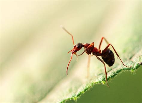 蚂蚁摄影图__昆虫_生物世界_摄影图库_昵图网nipic.com