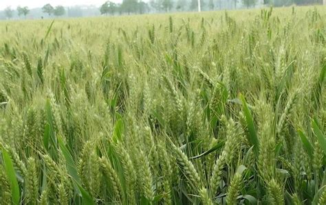 小麦每亩地产量多少斤？ - 农业种植网