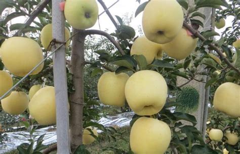 维纳斯黄金苹果品种介绍是什么-百度经验