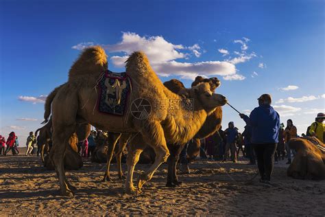 骆驼图片-双峰骆驼素材-高清图片-摄影照片-寻图免费打包下载