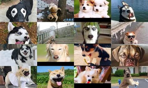 宠物狗品种名字及图片 - 宠物狗名字搞笑 - 香橙宝宝起名网