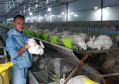 农村养什么兔子合适，市场需求量又大 - 农敢网