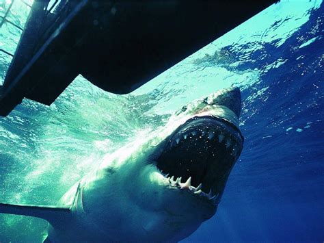 时隔47年，这部《大白鲨之夺命鲨口》又把观众拉回了那片深海_电影哔哔哔_新浪博客