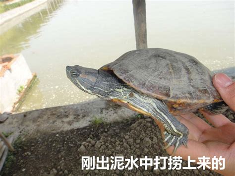 可以养到10斤重的巨人中华花龟母1斤到10斤 宠物水龟持续长大中-淘宝网