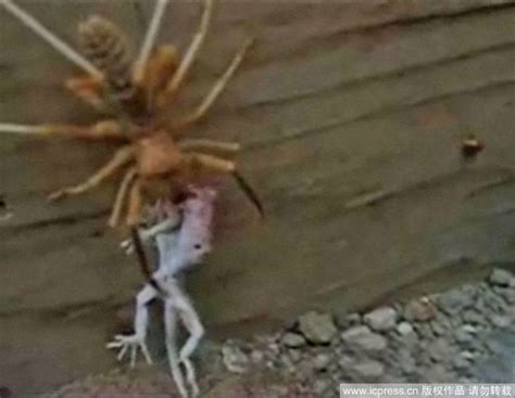 组图：美军拍摄巨型蜘蛛吞噬青蛙全程_新闻中心_新浪网