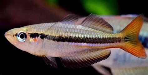 常见鱼种科普八:银汉，宝石一般的中小型鱼类 - 知乎