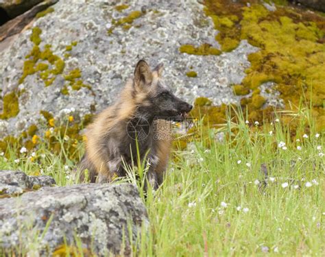 哺乳动物红狐狸老鼠在嘴里深绿草和岩石中喂食动物高清图片下载-正版图片307518826-摄图网