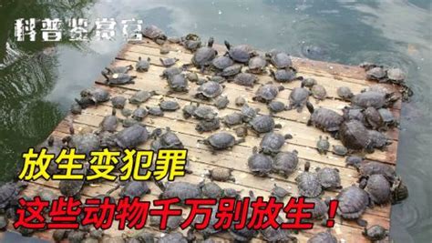 野外捡19斤乌龟 放生的危害真有这么大？（组图） - 中国网山东要闻 - 中国网 • 山东