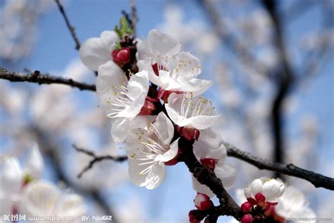 杏花的花语及传说 - 花语百科