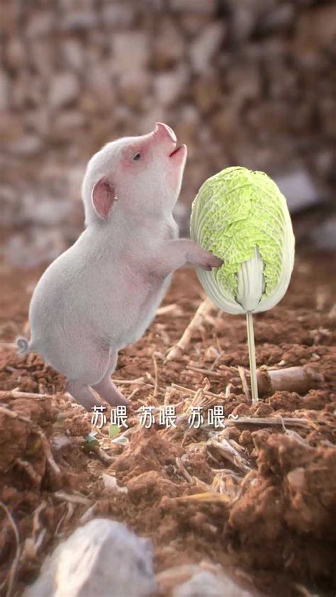 好猪都让白菜给拱了！#猪拱白菜#神奇动物在这里_腾讯视频