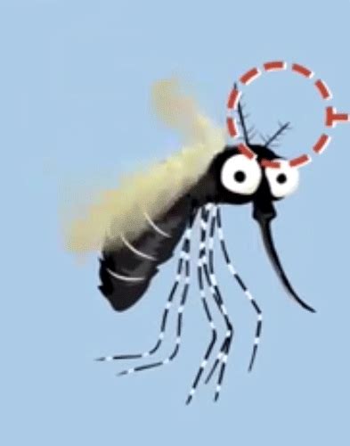 蚊子有几颗牙齿（蚊子的科学故事） | 说明书网