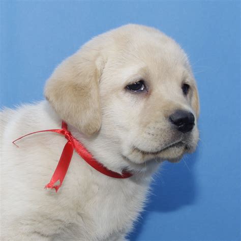 纯种拉布拉多犬幼犬狗狗出售 宠物拉布拉多犬可支付宝交易 拉布拉多犬 /编号10054200 - 宝贝它