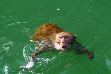 水猴子图片：水猴子水鬼外形,真实水猴子水鬼图片_知秀网