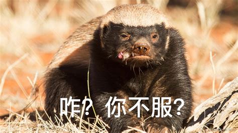 平头哥蜜獾：吉尼斯世界纪录“最无所畏惧的动物” - 知乎