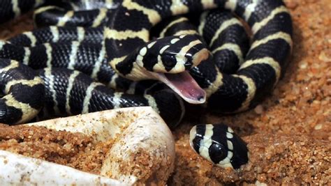 常见的蛇种类都有哪些？_蛇百科问答_毒蛇网