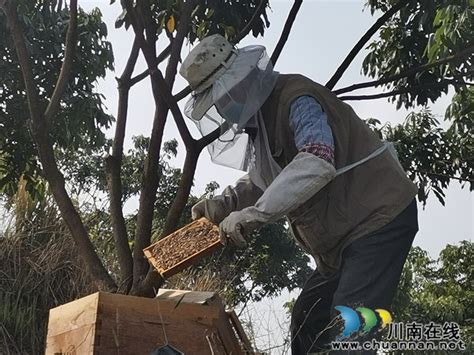 现采现卖 泸县利源家庭农场的蜂蜜受追捧！_川南在线