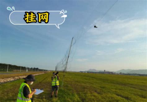 维护同一片蓝天——青岛机场鸟击防范记-中国民航网