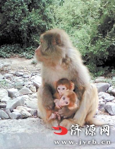 济源：五龙口景区再现双胞胎猴宝宝 - 济源网